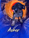 Asher