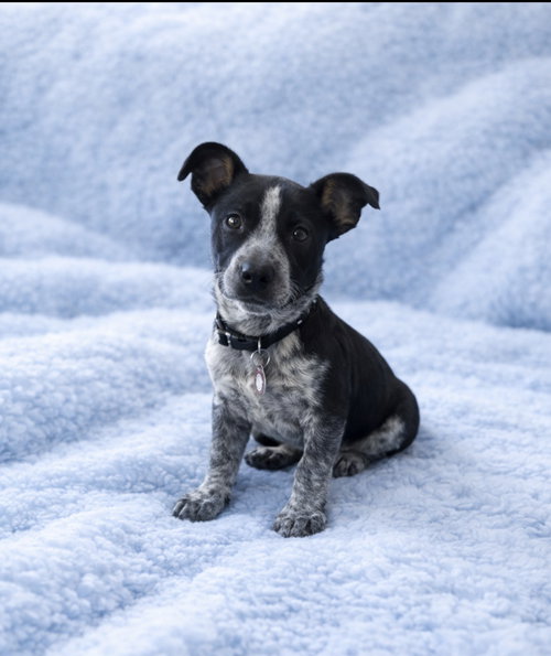 Atticus