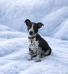 Atticus
