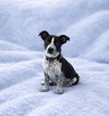 Atticus