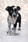 Alonzo
