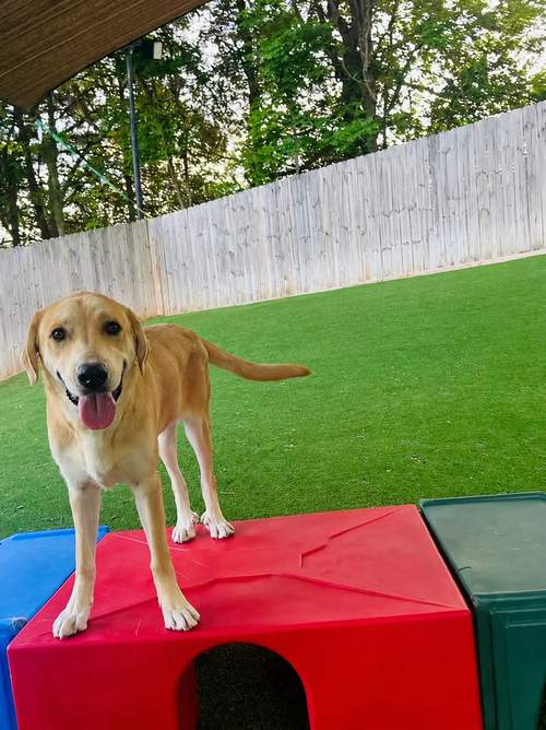 Serena, an adoptable Great Pyrenees in Nashville, TN