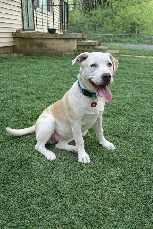 picture of the dog needing adoption