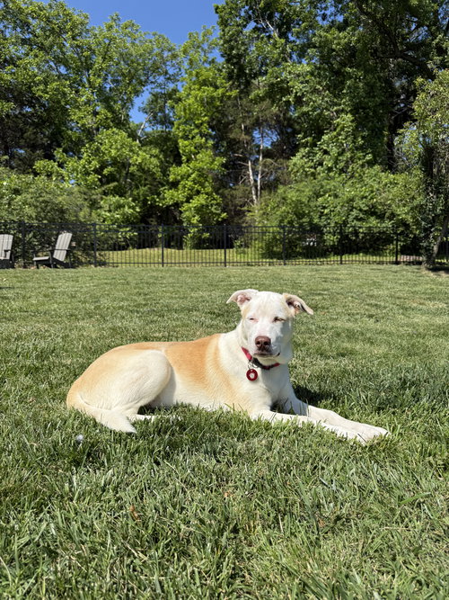 Dawson, an adoptable Australian Shepherd in Nashville, TN