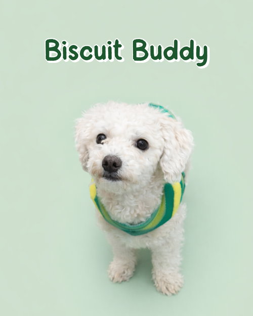 Buddy