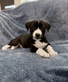 Oreo Cookie (M)