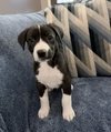 Oreo Cookie (M)