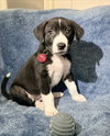 Oreo Cookie (M)