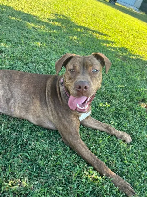 Dilly F - Pit Bull Terrier