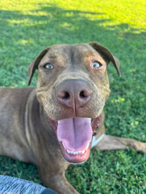 Dilly (F), photo 8