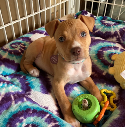 picture of the dog needing adoption