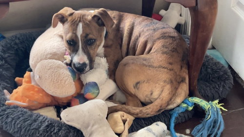 Texas (M), an adoptable Pit Bull Terrier in Nashville, TN