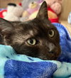 Salem