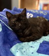Salem