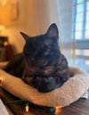 Salem