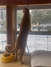 Sammy
