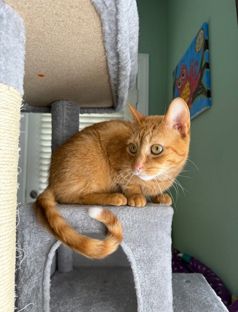 Cheddar
