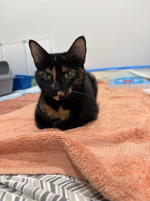 Hazel
