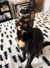 Hazel