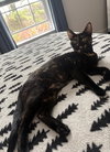 Hazel