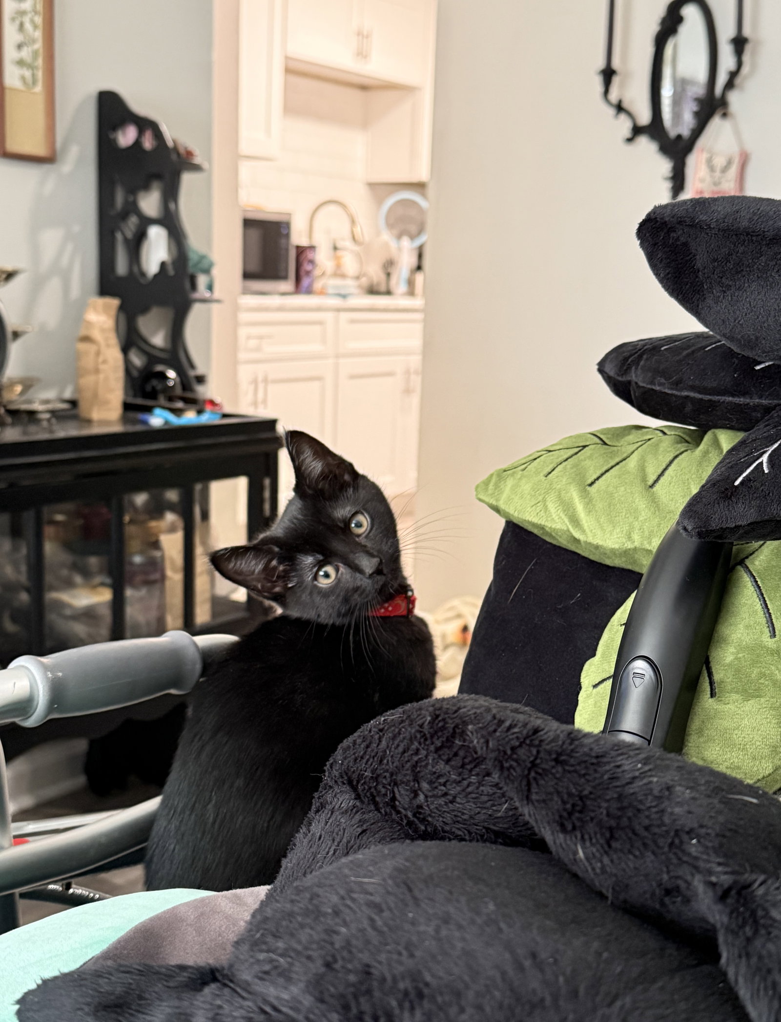 Iris Image
