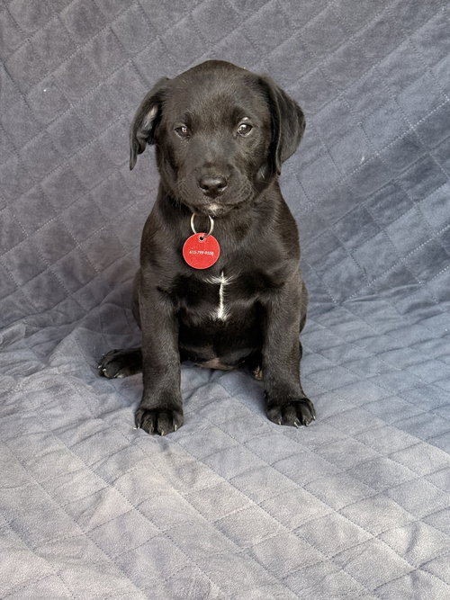 Sadie