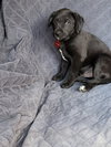 Sadie