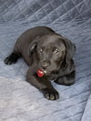 Sadie
