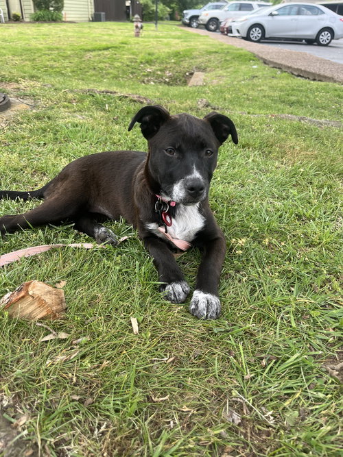 picture of the dog needing adoption