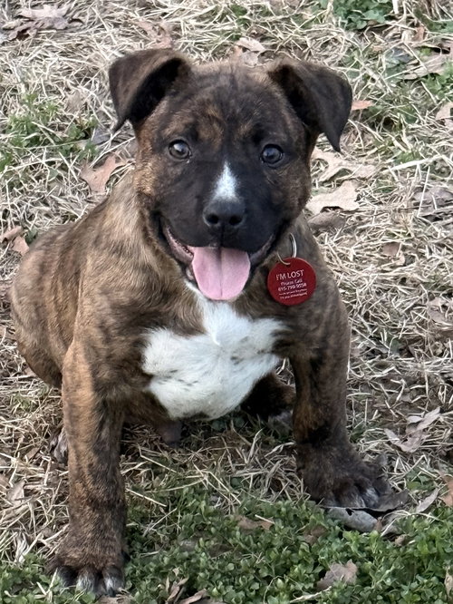 Manicotti (M)