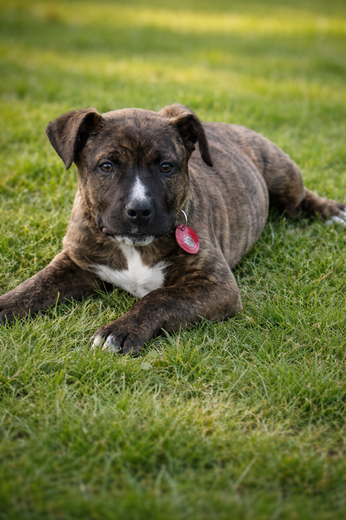 picture of the dog needing adoption