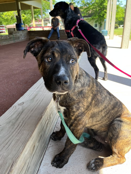Manicotti (M), an adoptable Pit Bull Terrier in Nashville, TN