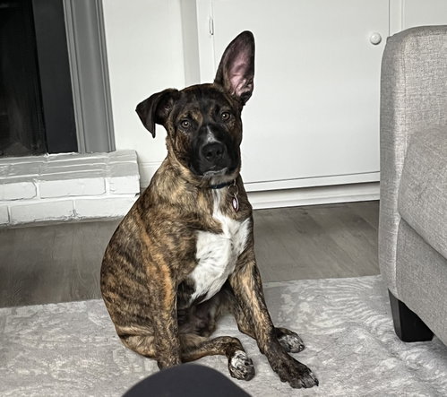 Manicotti (M), an adoptable Pit Bull Terrier in Nashville, TN