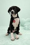 Shamrock (M)
