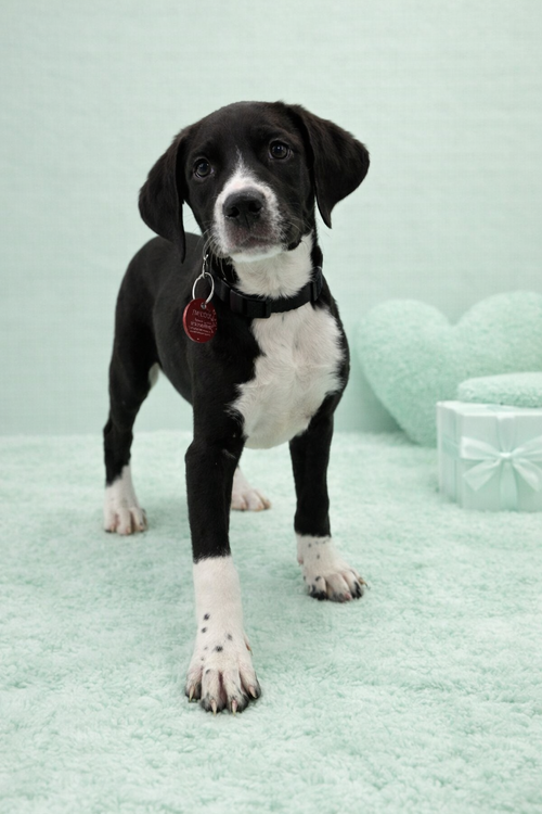Shamrock (M)
