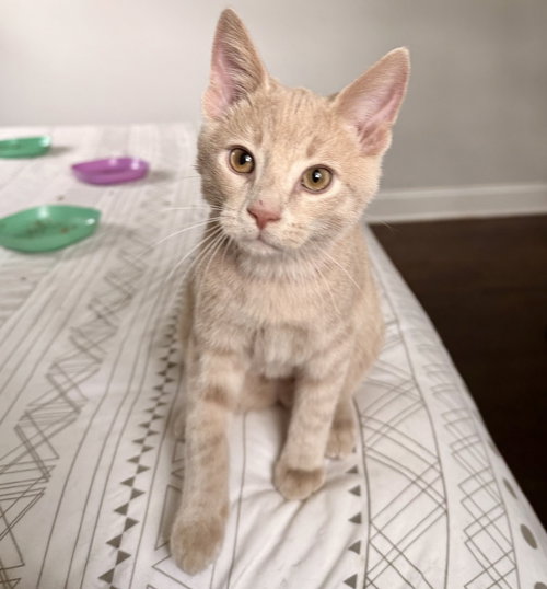 Nimbus, an adoptable Domestic Short Hair in Nashville, TN