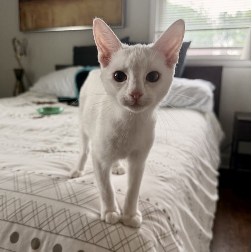Skye, an adoptable Domestic Short Hair in Nashville, TN