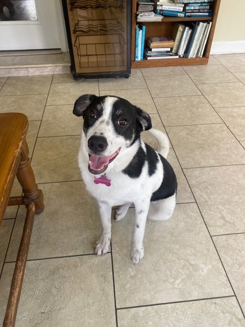 Clara Rose, an adoptable Border Collie in Nashville, TN