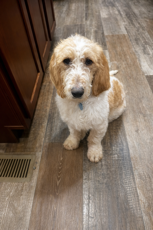Maggie