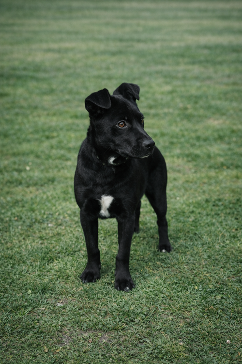 Beau