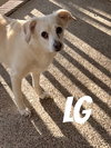LG (M)