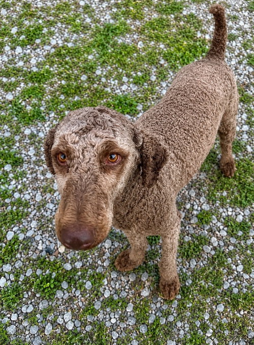 Phoebe Poodle