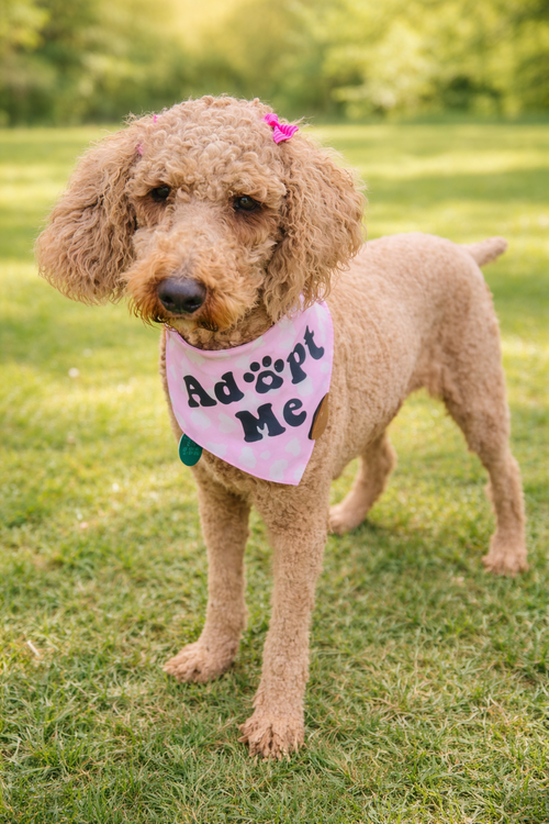 Paisley Poodle