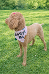 Paisley Poodle