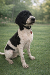 Preston Poodle