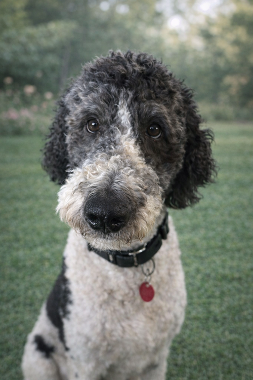 Preston Poodle