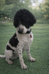 Preston Poodle