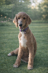 Paris Poodle