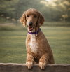 Paris Poodle