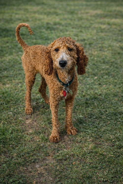 Paris Poodle
